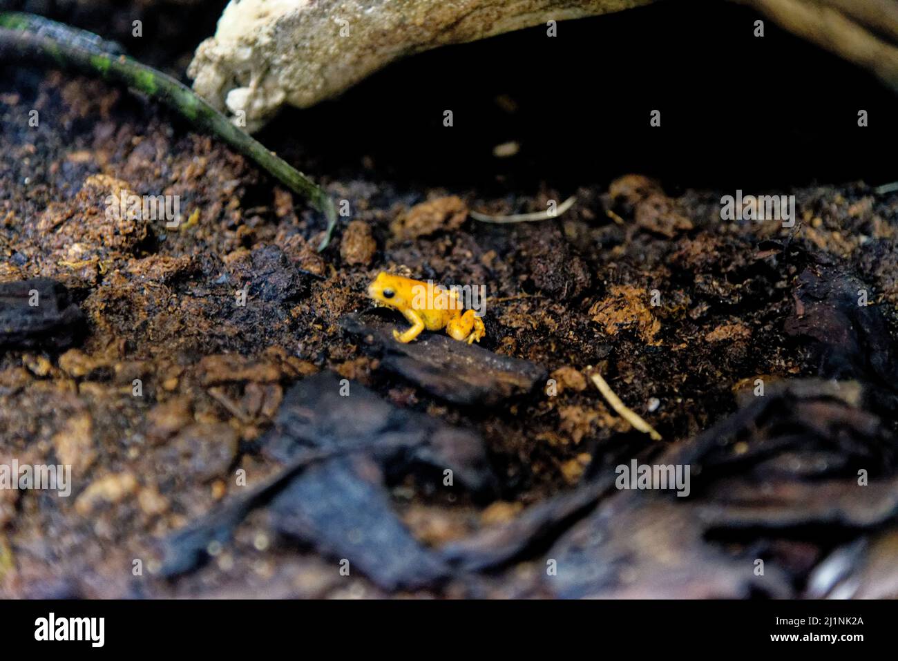 Südamerikanischer, gelber, gebänderter oder gelbköpfiger Giftpfeilfrosch (Dendrobates leucomelas), auch bekannt als Bumblebee-Giftfrosch. Aquarium Genua in Genua, Liguri Stockfoto