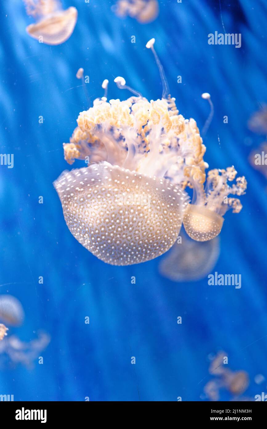 Phyllorhiza punctata - Arten von Quallen, bekannt als die schwimmende Glocke, Australian spotted Quallen, braune Quallen oder die weiß-spotted Quallen. Stockfoto