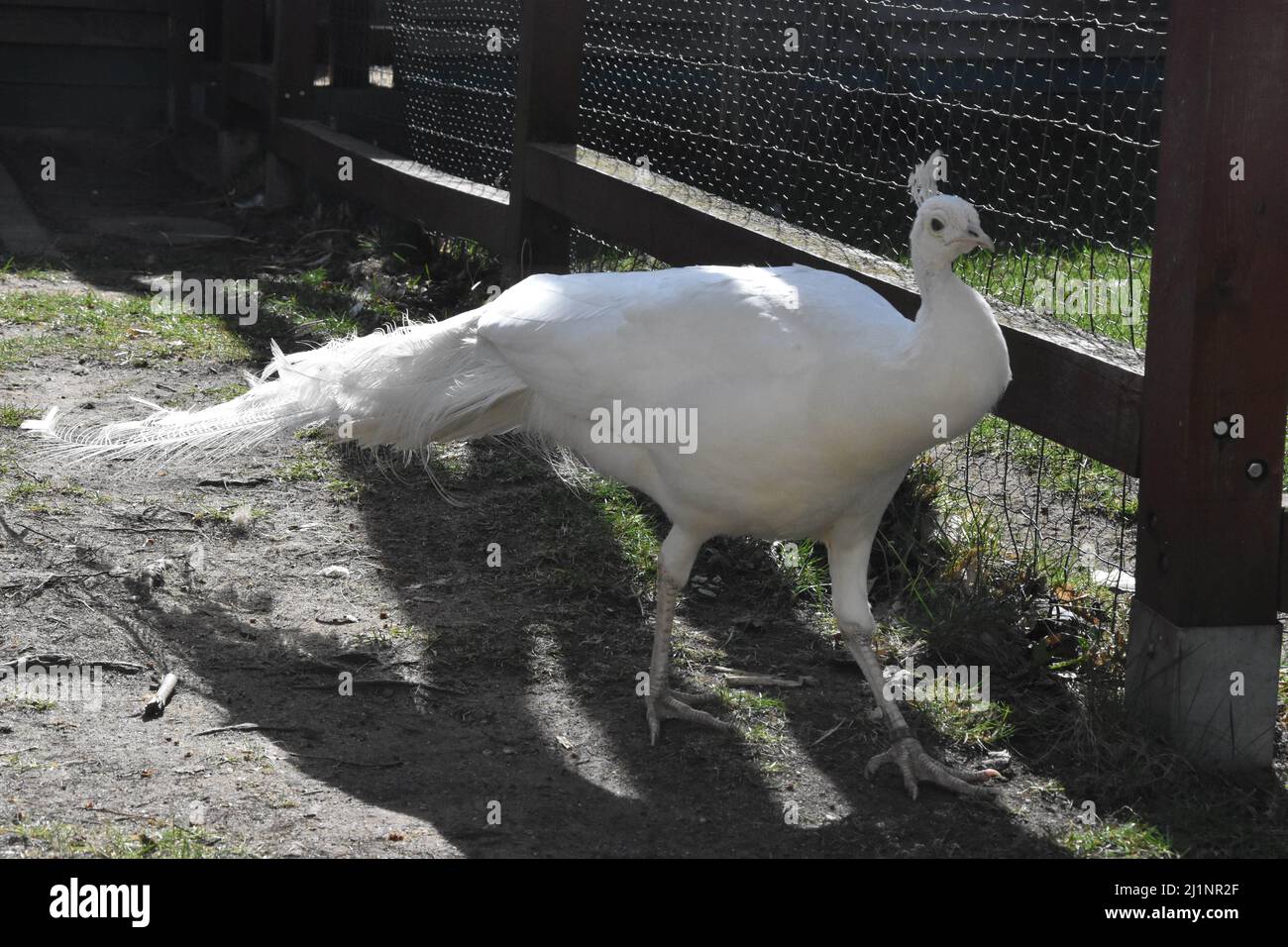 Lubin, Polen. 27. März 2022. Der Park und der Minizoo werden von Polen gemeinsam mit Kindern besucht. Es gibt viele Attraktionen im Park. Dinosaurier und Vögel Indischer Albino-Pfau Pawie Albinosy (Bildnachweis: © Piotr Twardysko-Wierzbicki/ZUMA Press Wire) Stockfoto