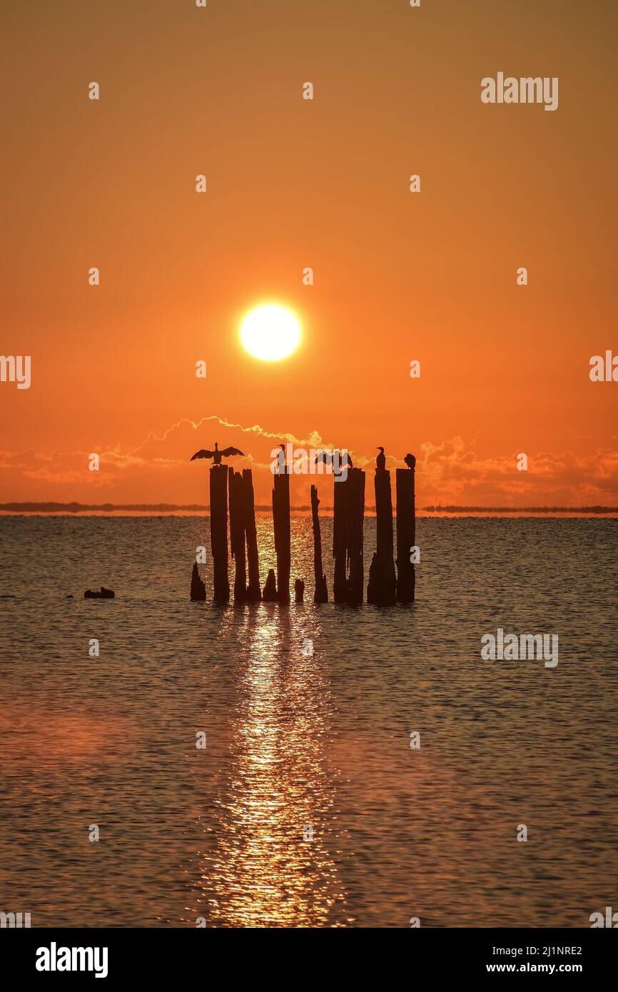 Wunderschöne Aussicht auf das Meer am Morgen. Vögel an der polnischen Küste mit der Morgensonne im Hintergrund. Stockfoto