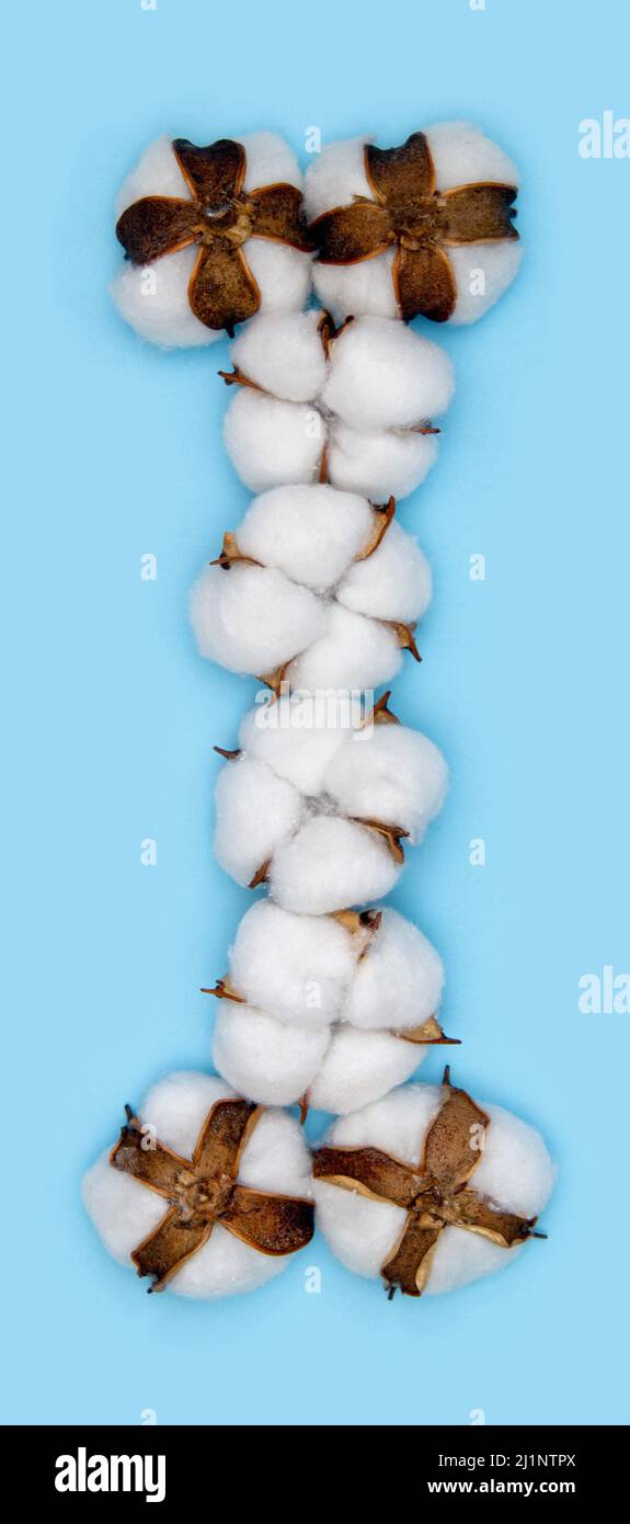 Brief I aus Baumwollblumen und isoliert auf massivem blauen Hintergrund. Florales Alphabet-Konzept. Ein Buchstabe des Satzes der Baumwollschriftart, die leicht zu stapeln ist. Stockfoto