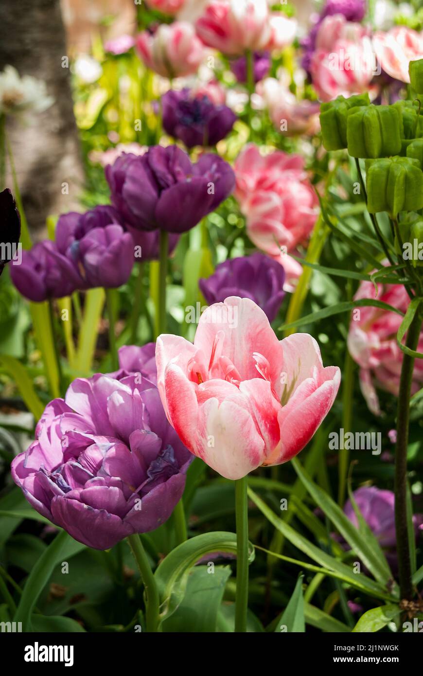 Nahaufnahme von rosa, violetten und violetten Tulpen Stockfoto