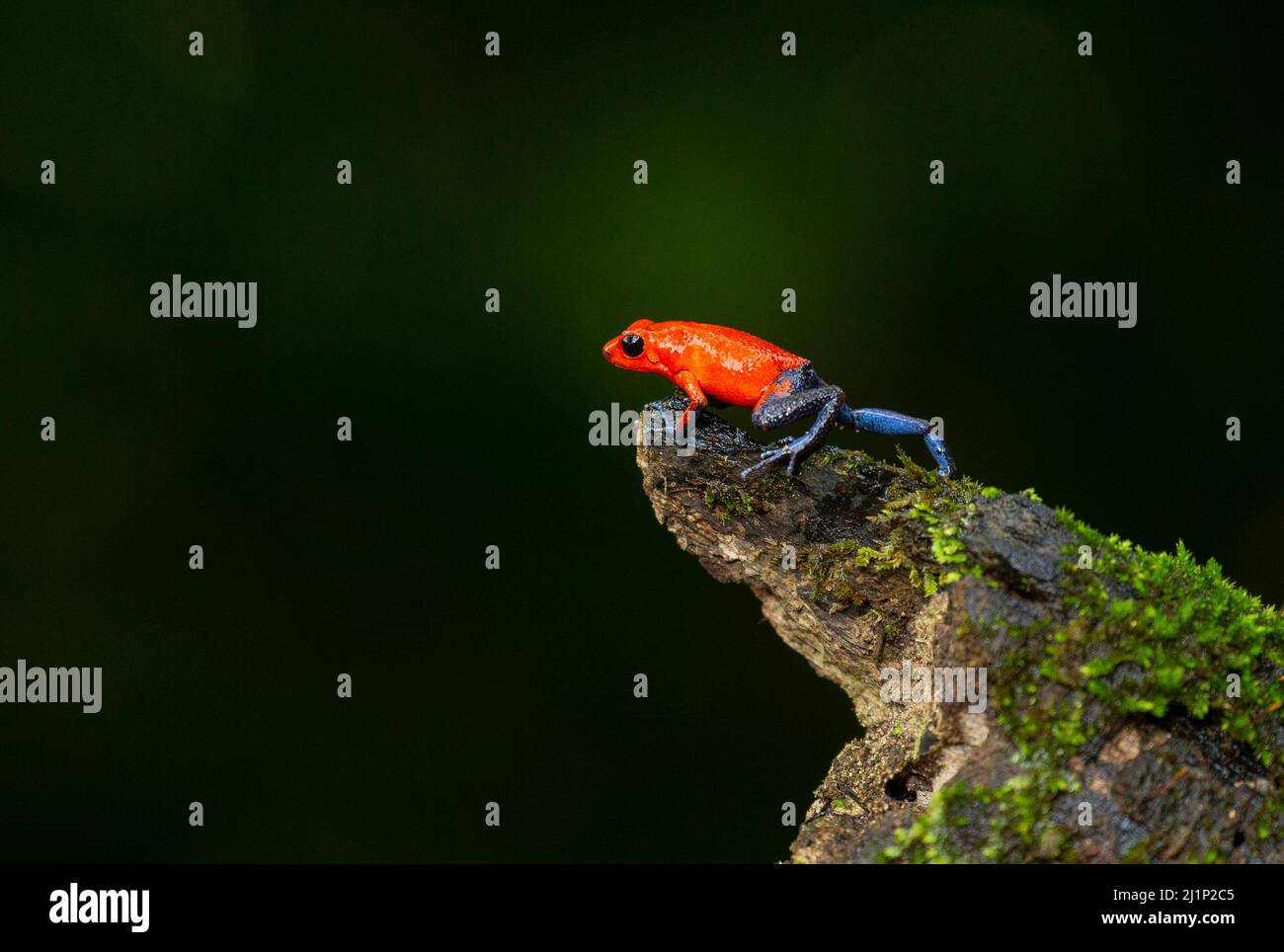 Erdbeer-Giftfrosch (Oophaga pumilio) oder Erdbeer-Giftpfeilfrosch Stockfoto