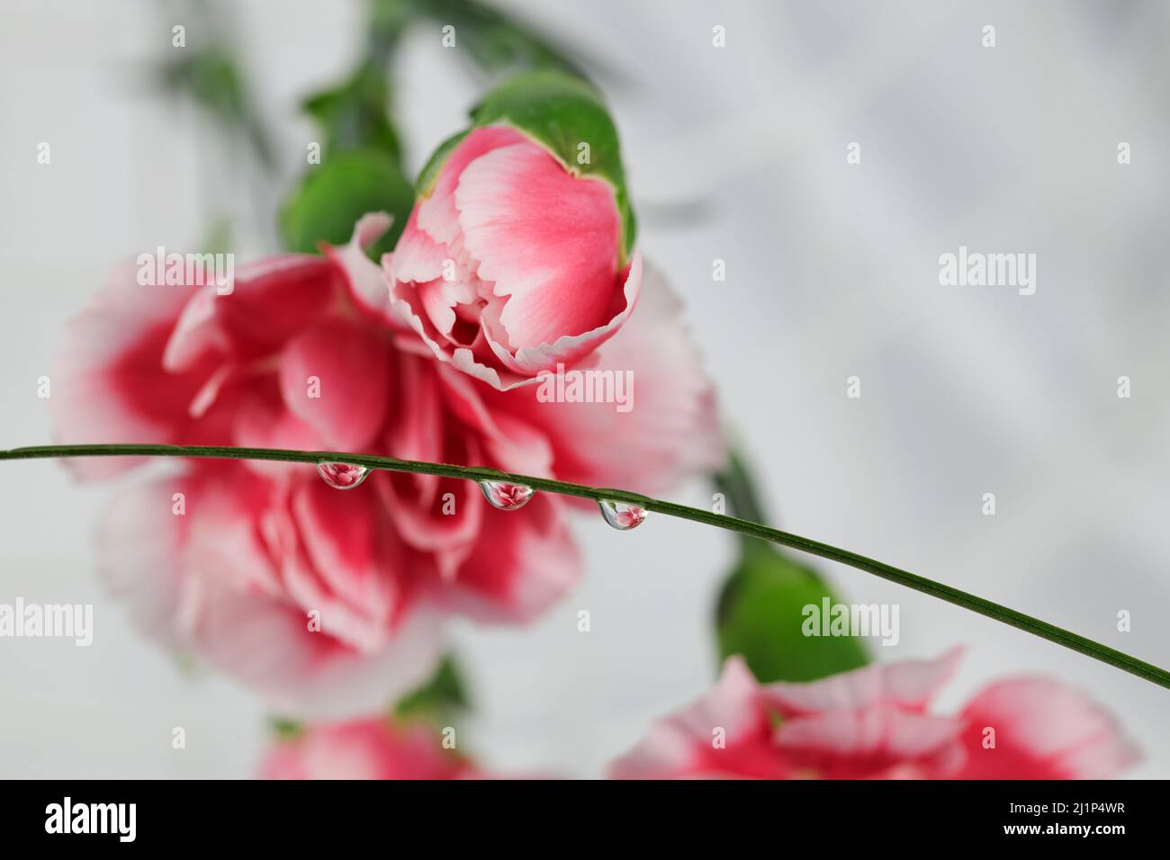 Wassertropfen Reflexion Mit Rosa Dianthus Caryophyllus Stockfoto
