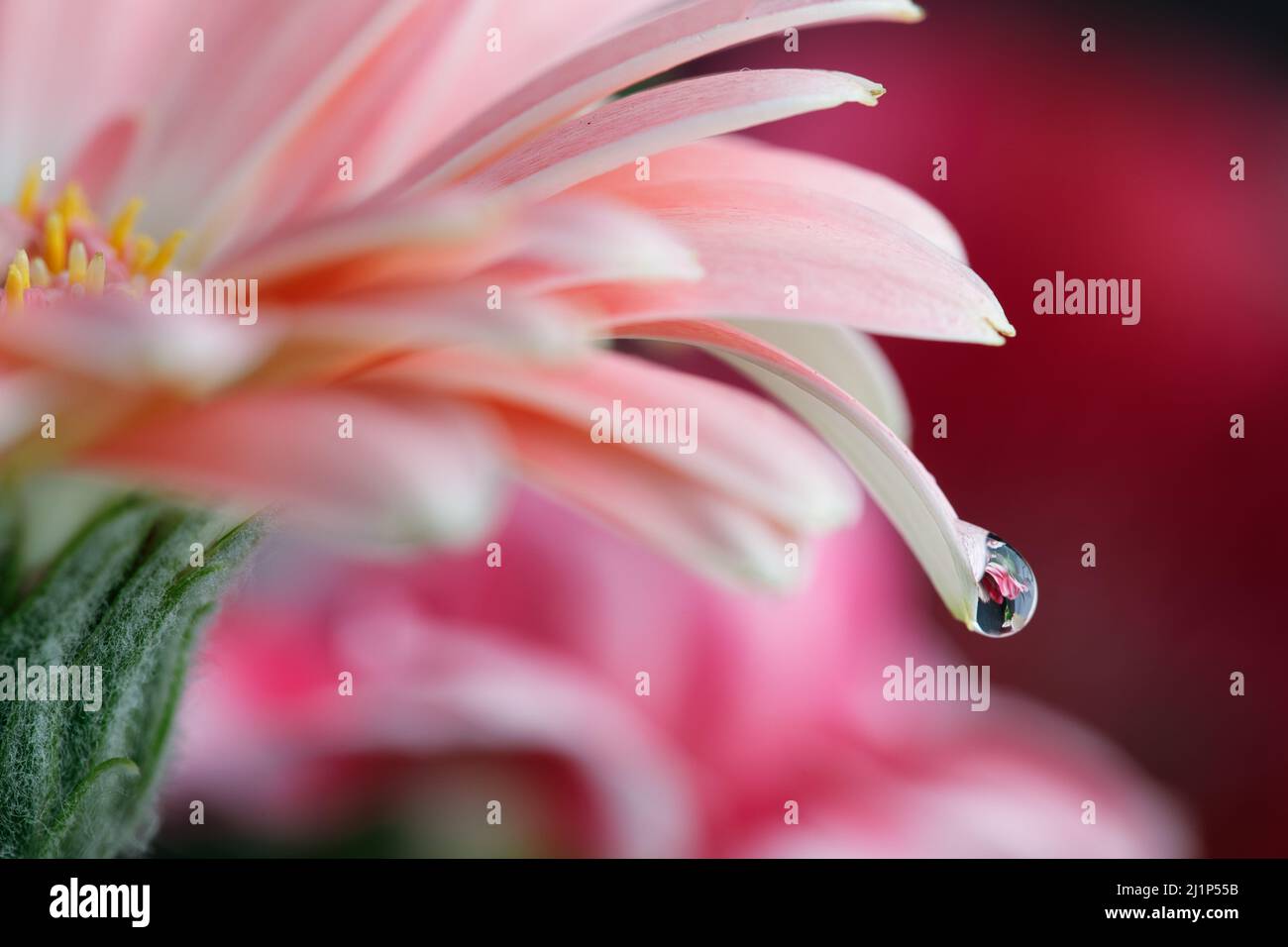 Wassertropfen Auf Rosa Gerbera-Blütenblatt Stockfoto