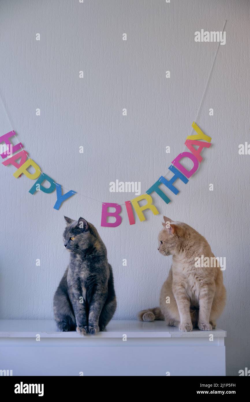Portrait von zwei flauschigen Katzen, die auf einer Kommode sitzen, mit dem Text Happy Birthday im Hintergrund Stockfoto