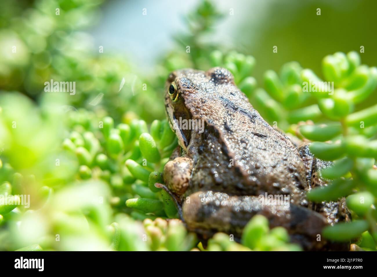 Ein brauner Frosch sitzt in grünen Pflanzen, Blick auf den Sommer Stockfoto