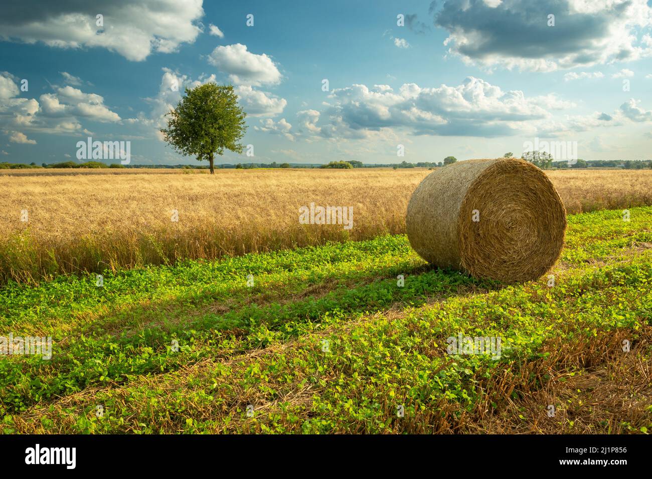 Ein Heuballen liegt neben einem Getreidefeld und ein einsamer Baum in der Ferne, Blick auf den Sommer Stockfoto