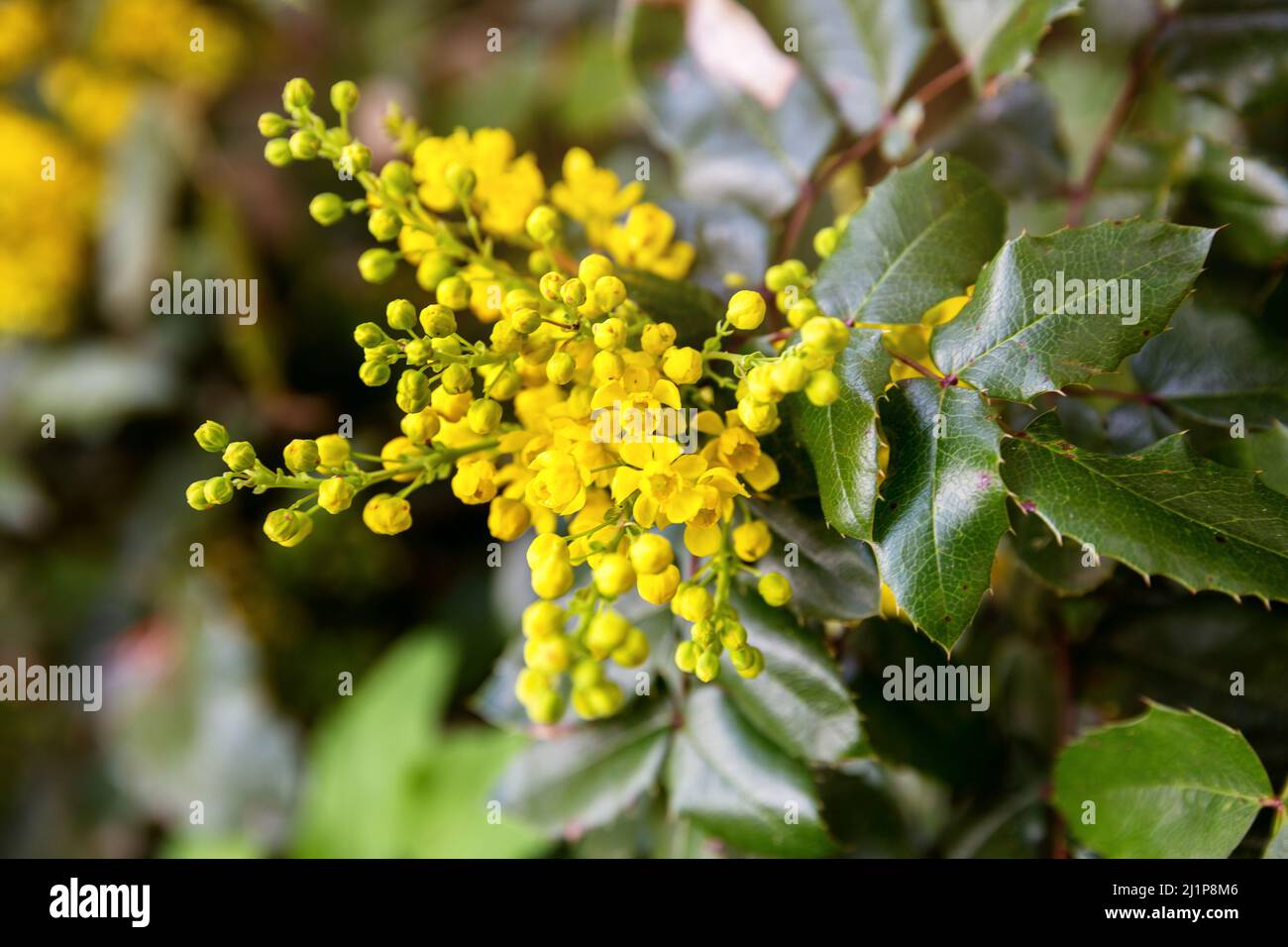 Mahonia Aquifolium, Oregon-Trauben oder Holly-leaved Berberitze. Gelbe  Frhlingsblten eines immergrnen Strauches Stockfotografie - Alamy