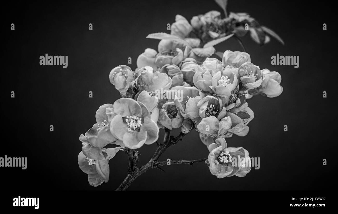 Ein Zweig aus japanischem Quince Bush (Beautiful Quince, Chaenomeles Japonica) blüht. Blühende Frühlingsblumen. Naturhintergrund mit Schwarz-Weiß-Editi Stockfoto