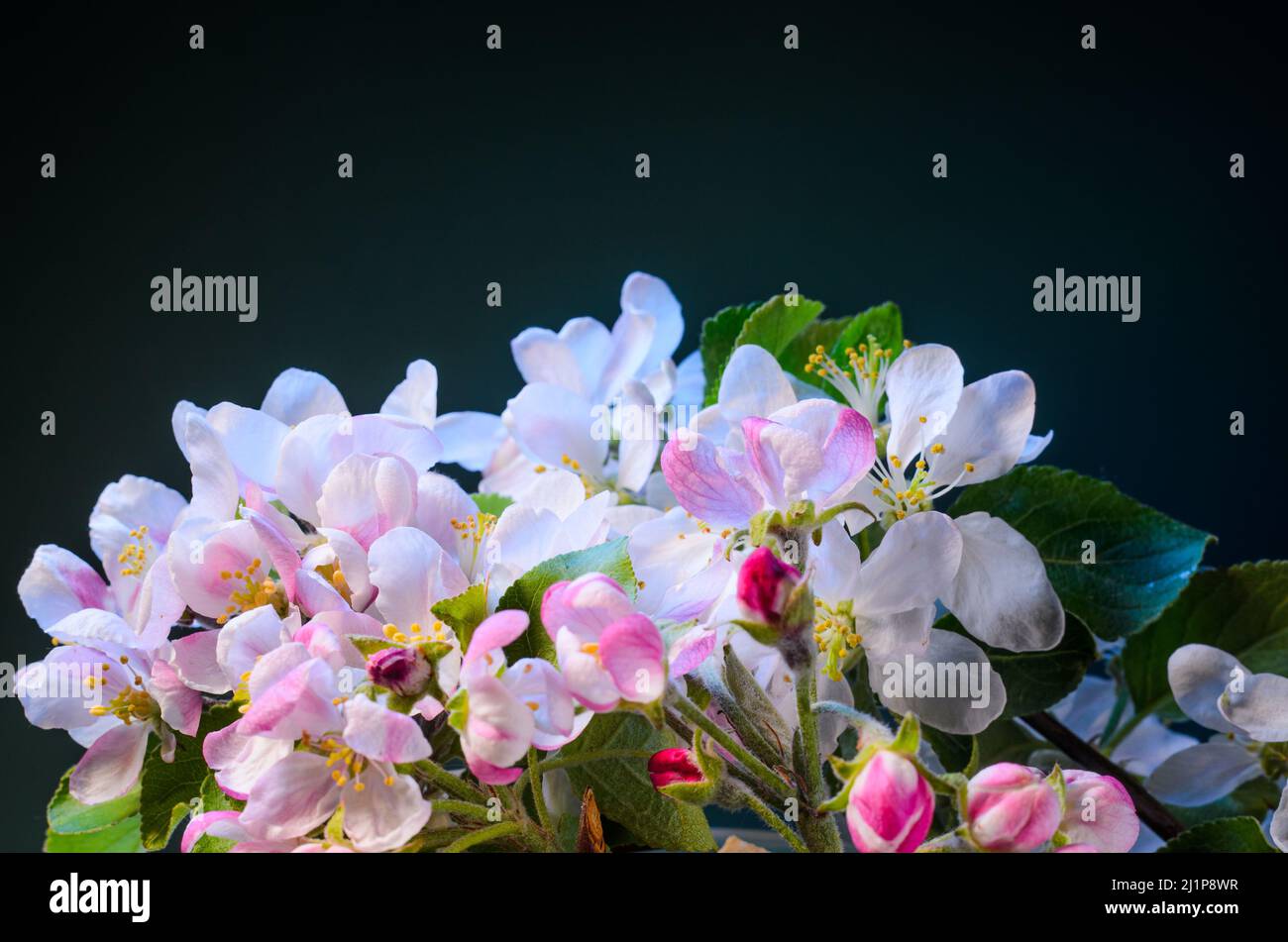 Apfelbaum Zweig mit blühenden Blumen Nahaufnahme. Hintergrund: Blühender Obstbaumbaum. Stockfoto