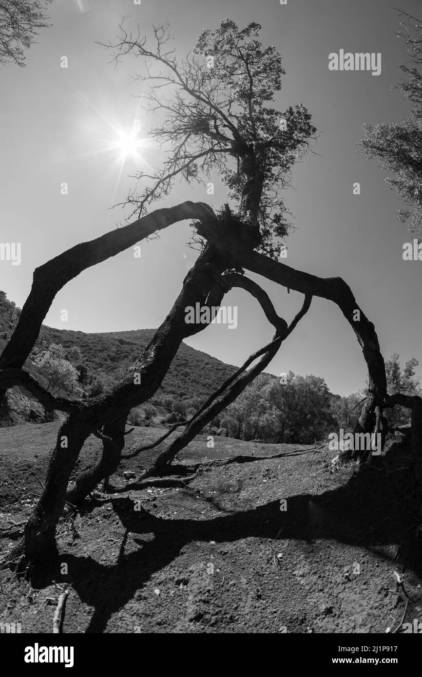 Schwarz-weißer Wanderbaum Stockfoto