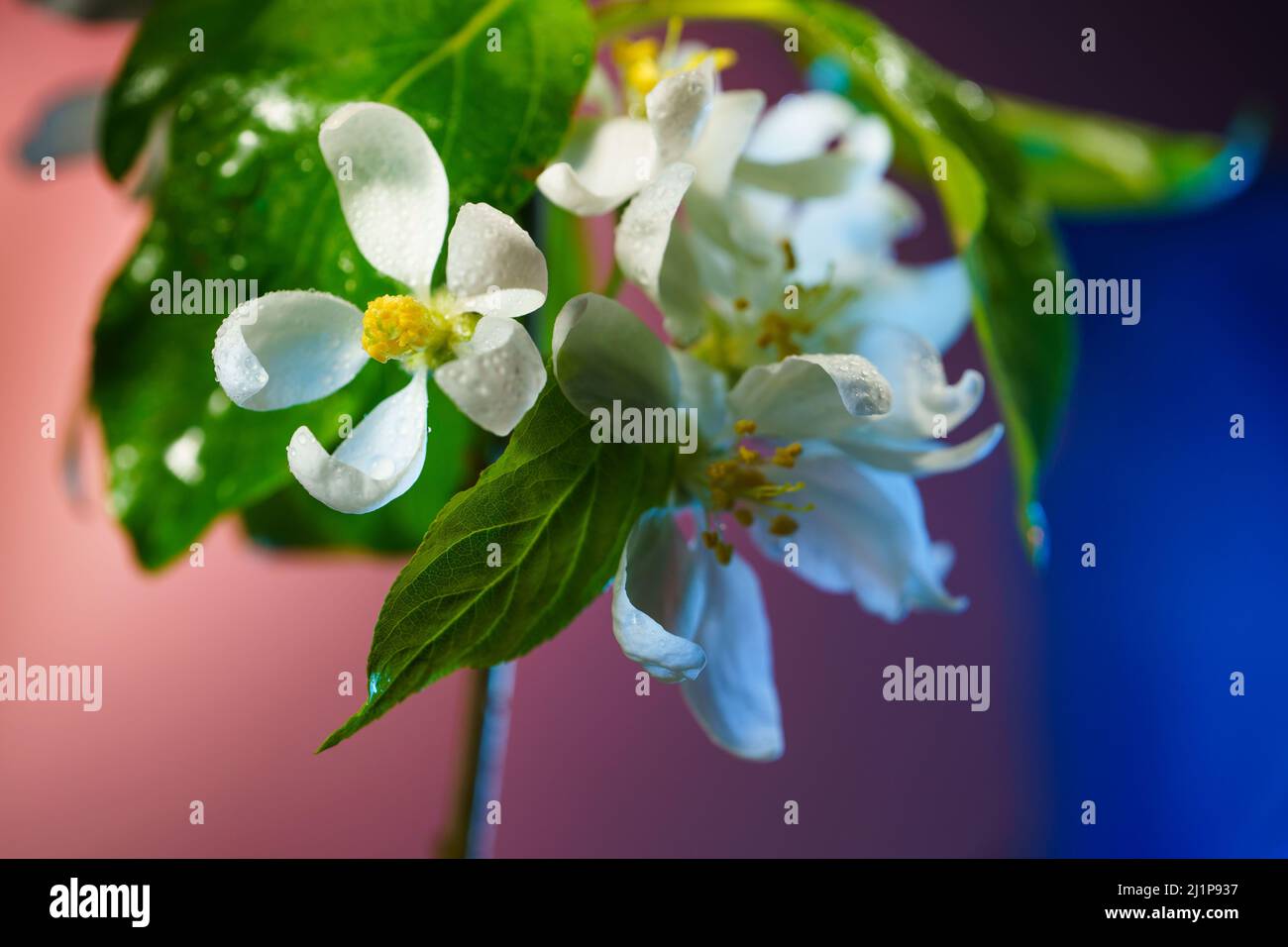 Apfelbaum Zweig mit blühenden Blumen bedeckt mit Regentropfen Nahaufnahme. Hintergrund: Blühender Obstbaumbaum. Stockfoto