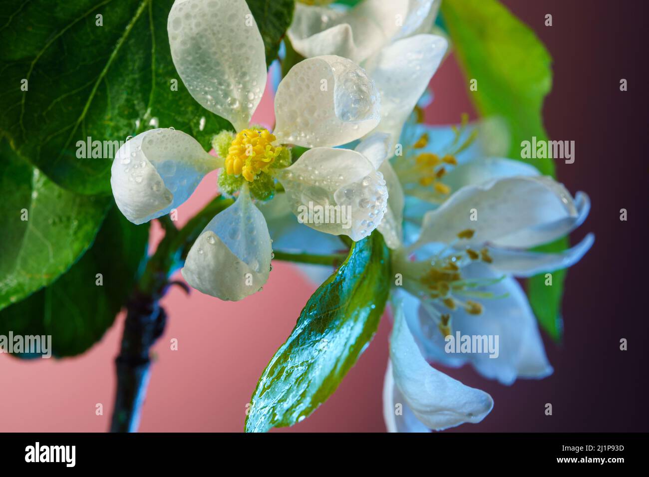 Apfelbaum Zweig mit blühenden Blumen bedeckt mit Regentropfen Nahaufnahme. Hintergrund: Blühender Obstbaumbaum. Stockfoto