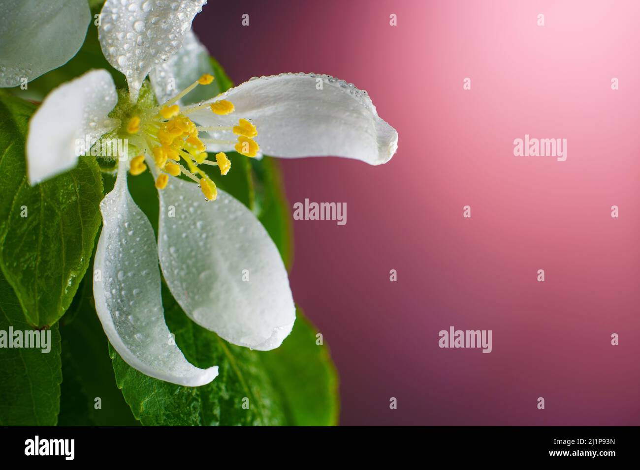Blühende Apfelbaum Blume bedeckt mit Regentropfen Nahaufnahme. Frühlingsblumeneröffnung. Hintergrund für blühende Obstbäume mit Kopierfläche. Stockfoto