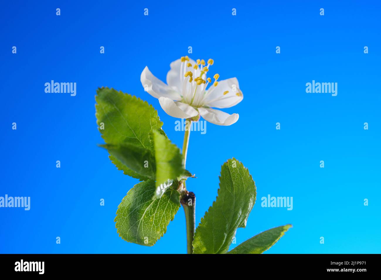 Kirschblütenknospen blühen aus der Nähe auf einem blauen Hintergrund. Kirschblüte im Frühling. Jahreszeiten ändern den Hintergrund Stockfoto