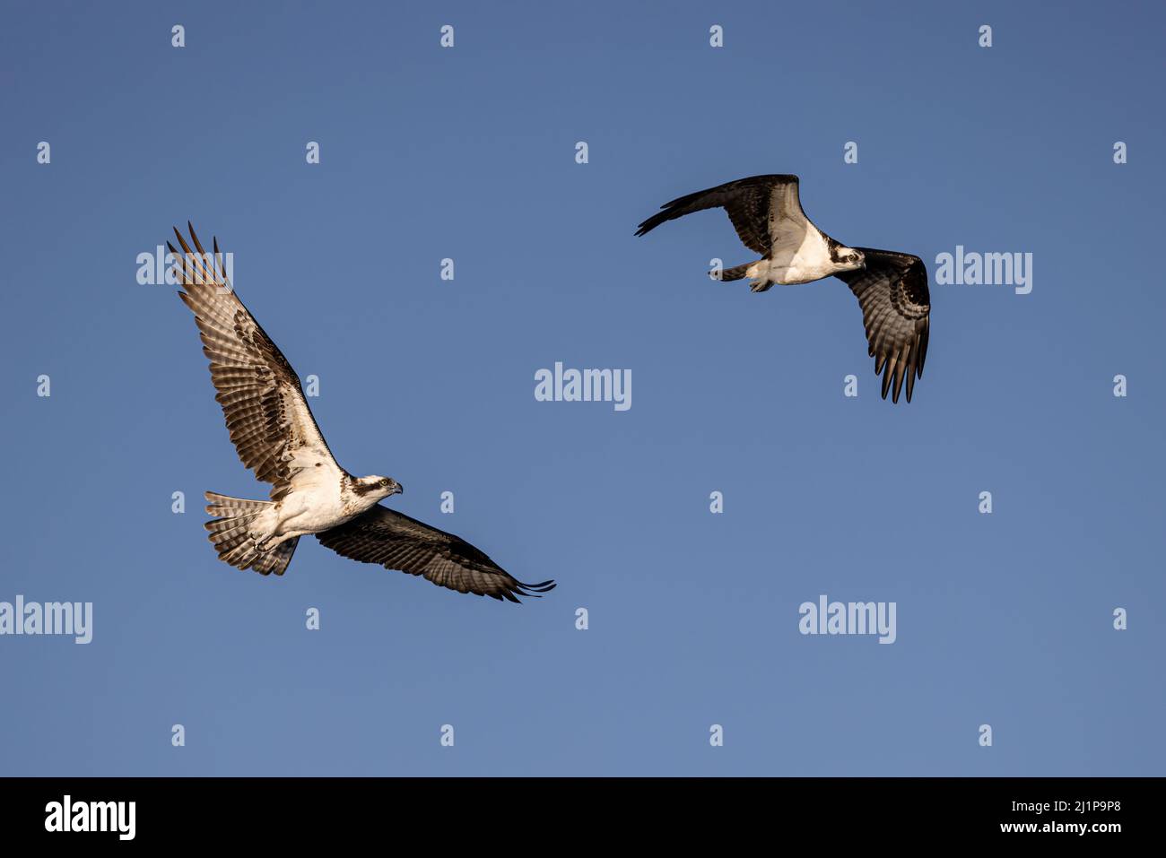 Osprey Stockfoto