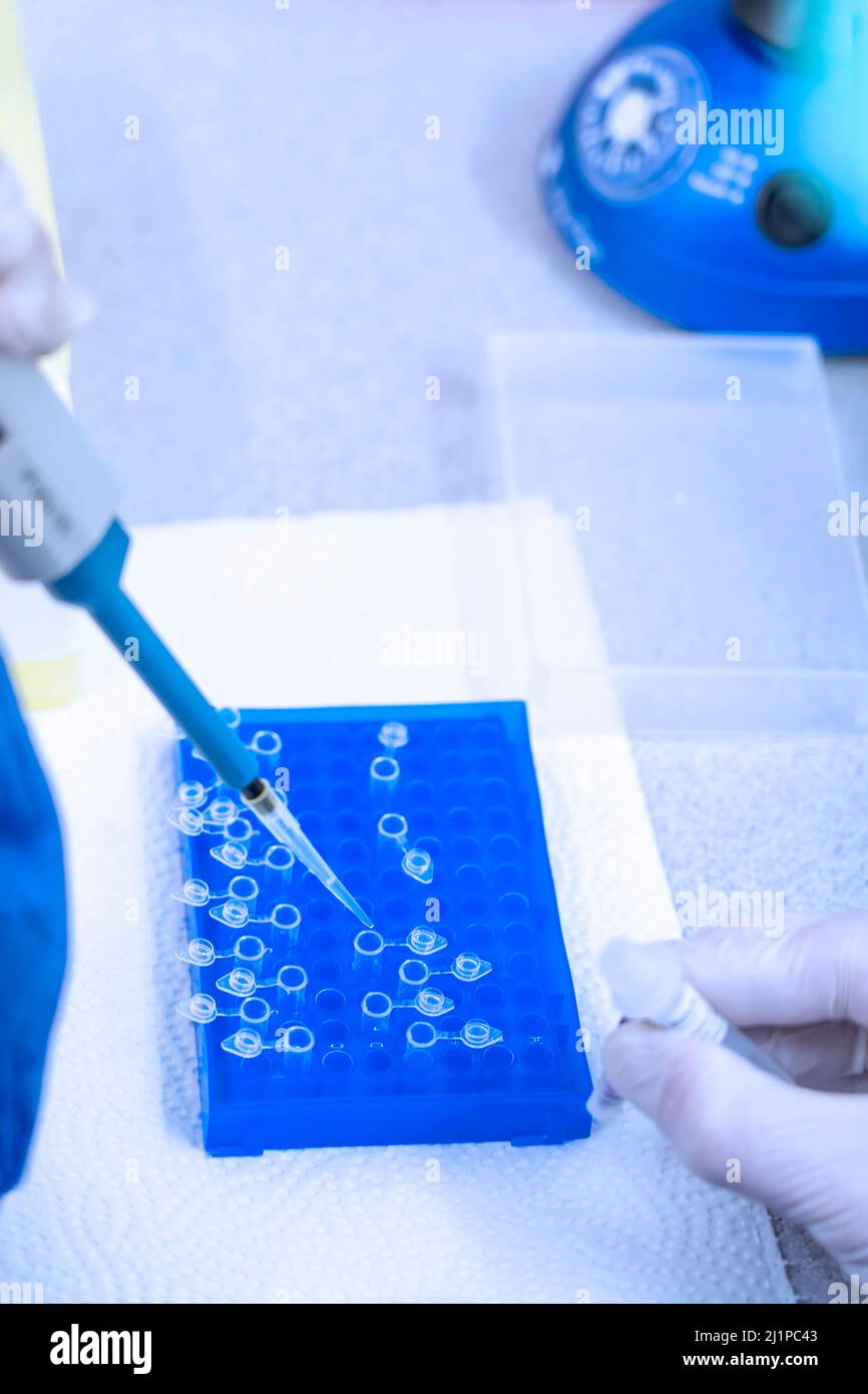 Hand im Labor Mikropipetten zur Verdrängung von Luft, die ein farbloses Reaktionsrohr füllen. Stockfoto