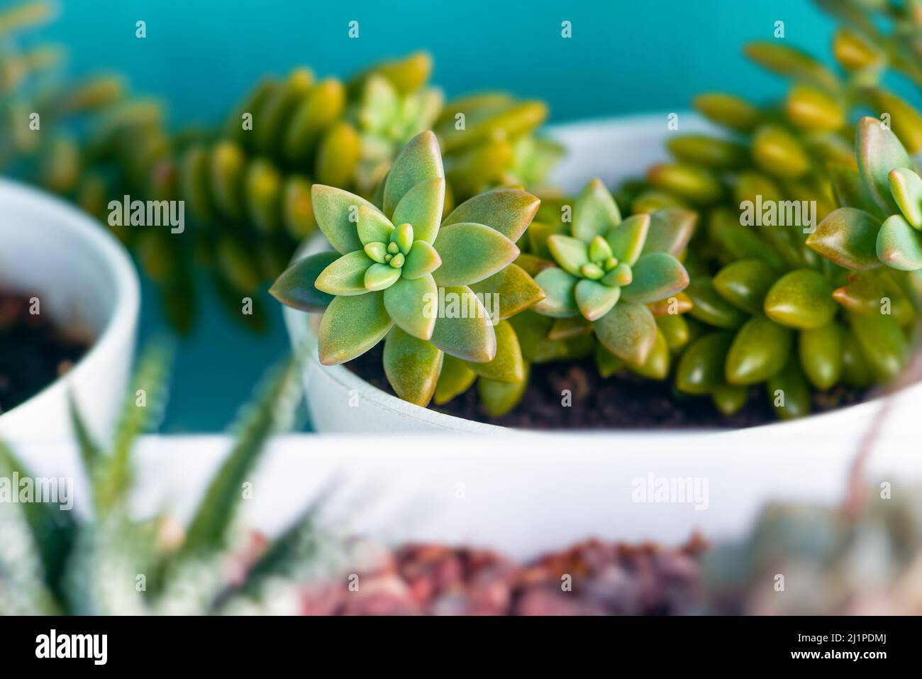 Sedum Adolphii Blumentopf weiße Tasse warme goldene Stunde Nahaufnahme Stockfoto