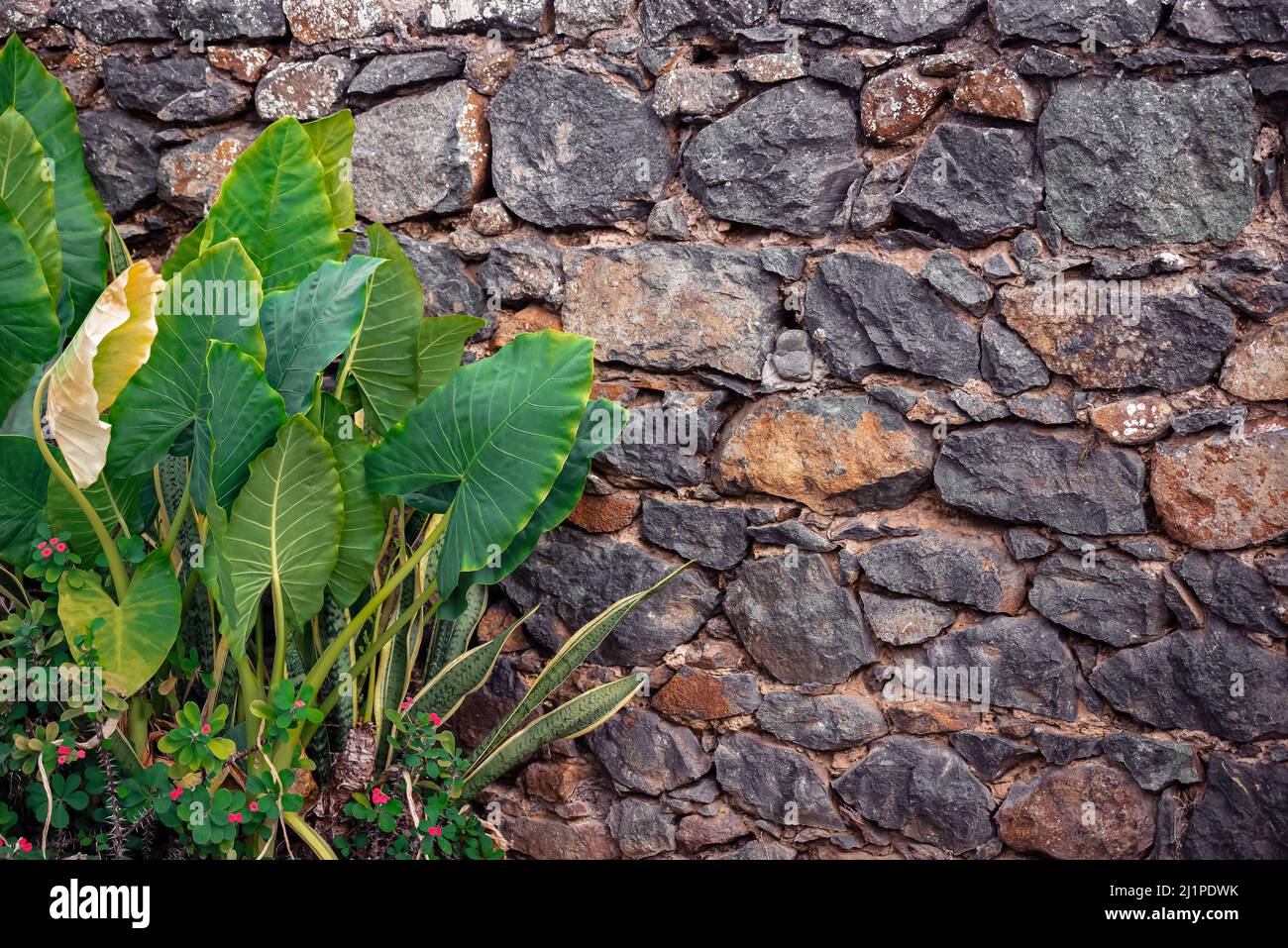 Felswand Pflanzen Blätter Blumen grau Hintergrund strukturierte Details Garten im Freien natürlich Stockfoto