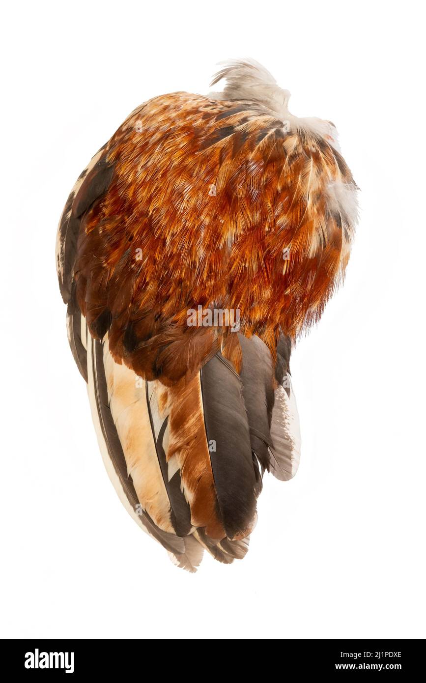 Flügelfedern Gefieder Hahn Huhn Geflügel Vogel linke Seite isoliert auf weißem Hintergrund Stockfoto