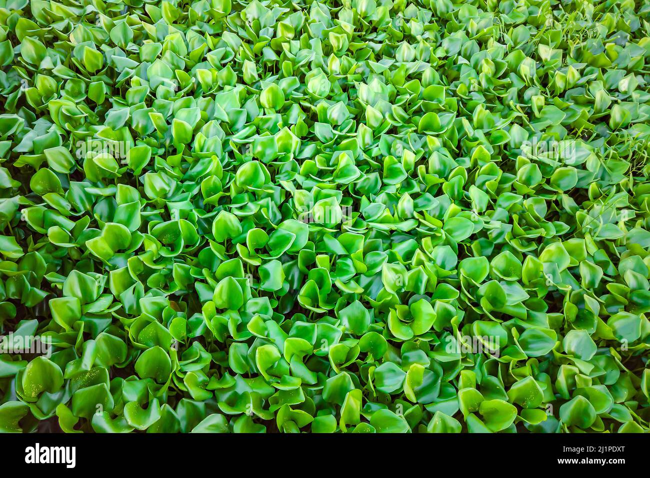 Eichhornia crassipes Hyazinthe invasive Blatt Wasserpflanze tropischen Fluss Teich problematisches Unkraut Stockfoto