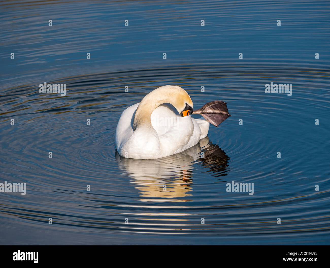 Ein männlicher Schwan, der im Wasser reflektierte Federn aufprest, kräuselt einen Stausee in Sunshine, Schottland, Großbritannien Stockfoto