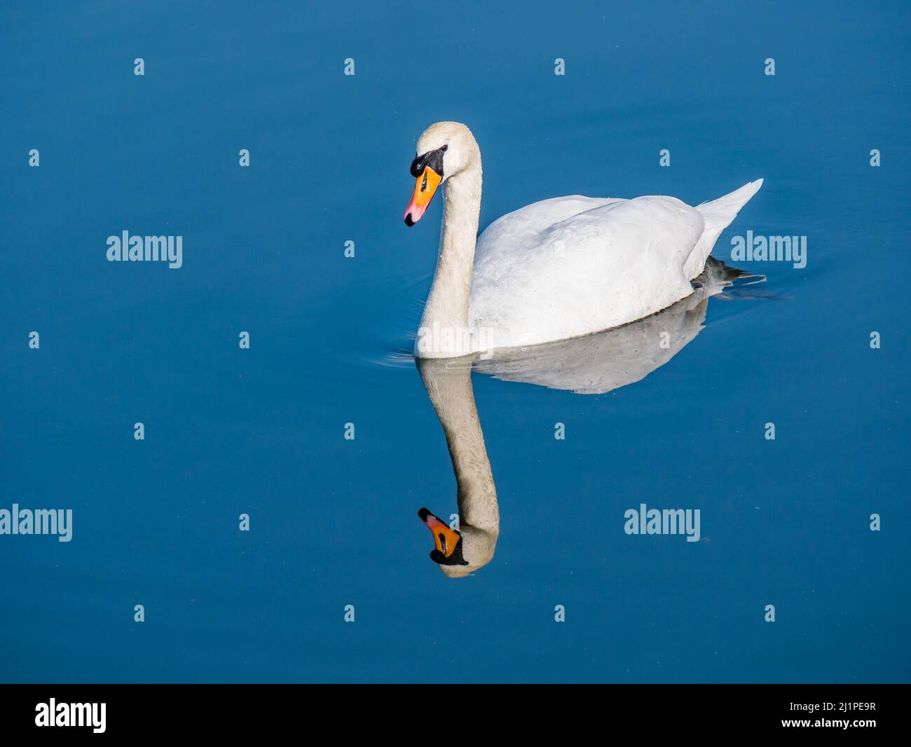 Ein weiblicher Federschwan, der in einem Stausee schwimmt, spiegelt sich in ruhigem stillem Wasser bei Sonnenschein, Schottland, Großbritannien, wider Stockfoto