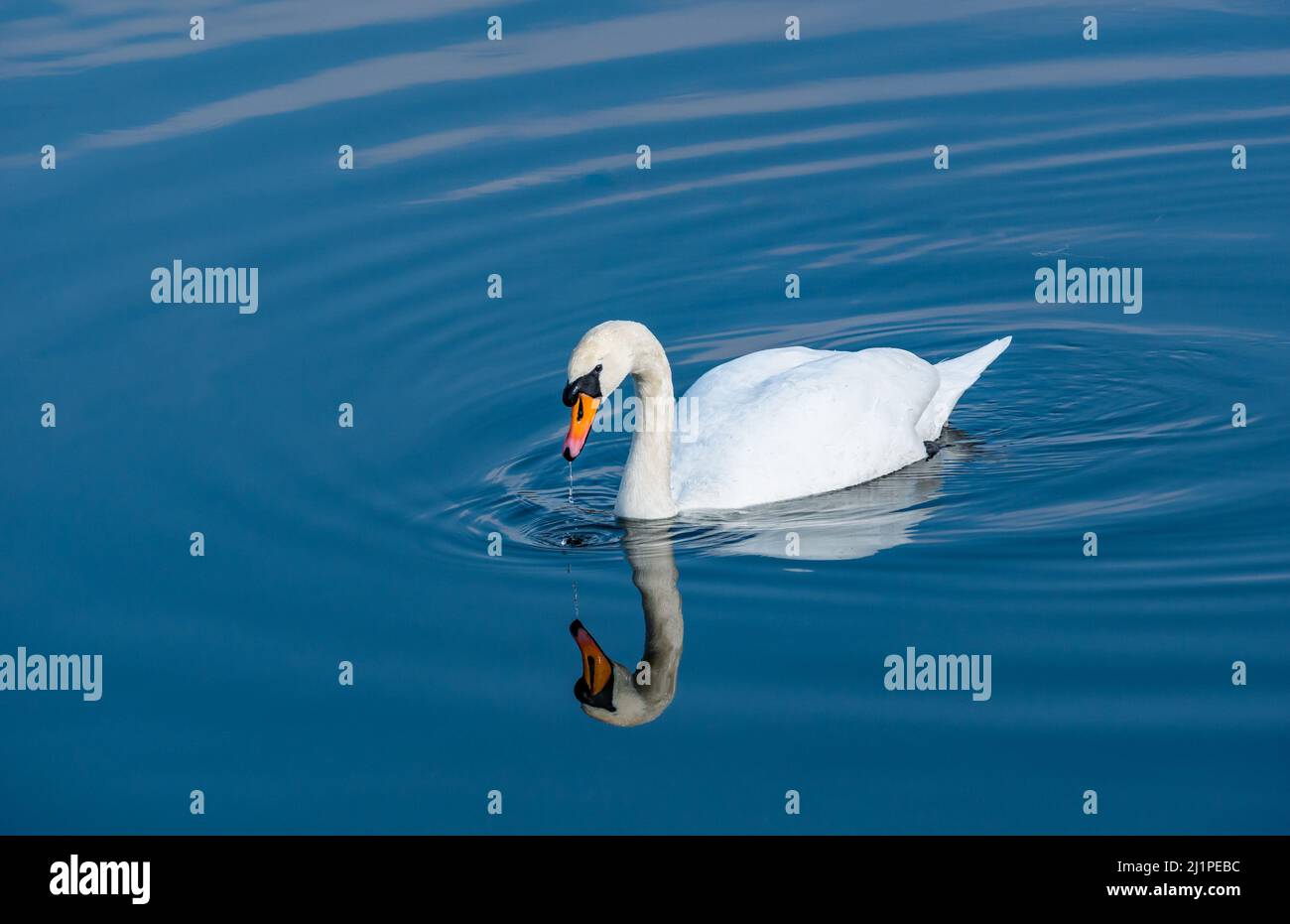 Ein weiblicher Federschwan, der in einem Stausee schwimmt, spiegelt sich in ruhigem stillem Wasser bei Sonnenschein, Schottland, Großbritannien, wider Stockfoto