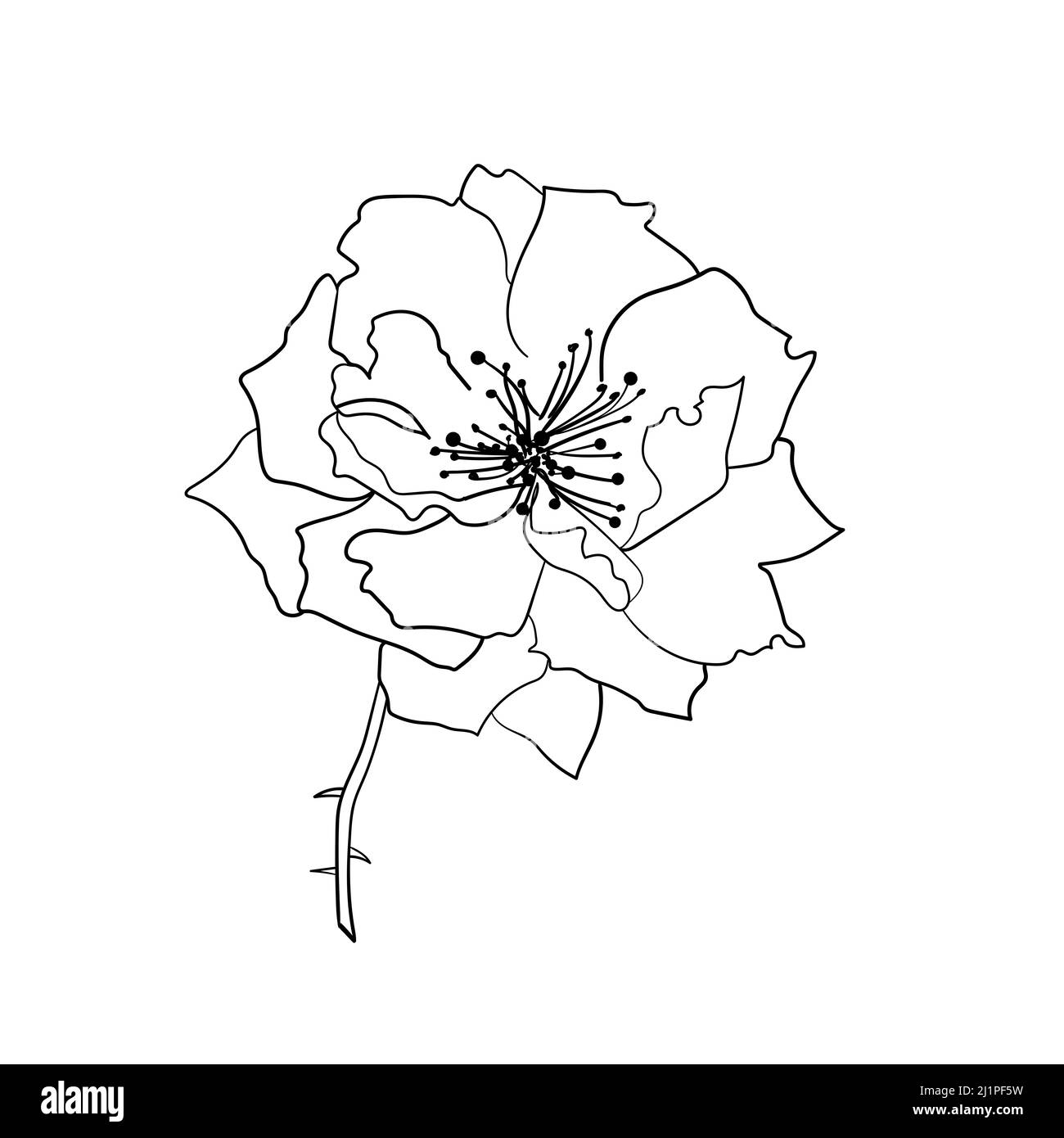 Rosenblüte. Vektorskizze. Botanische Gestaltung für Karten, Einladungen, Poster, Sammelalbum. Malbuch-Element. Stockfoto