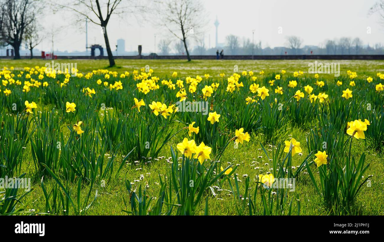 Frühling in Düsseldorf: Grüne Wiese mit blühenden gelben Narzissen. Unscharfer Hintergrund mit Rheinturm. Stockfoto