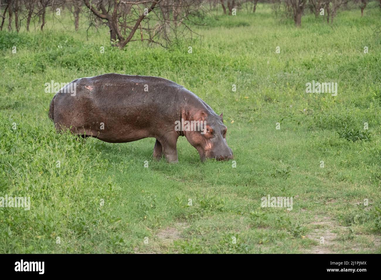 Hippo aus dem Wasser, Tansania Stockfoto