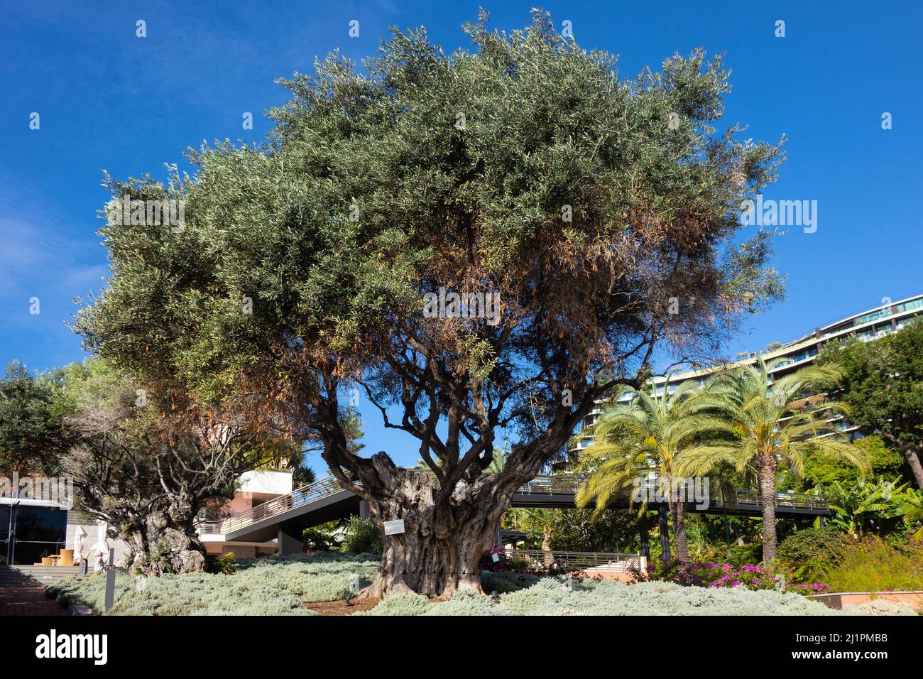 Portugal, Madeira, Funchal, Alter Olivenbaum, 300BC Stockfotografie - Alamy