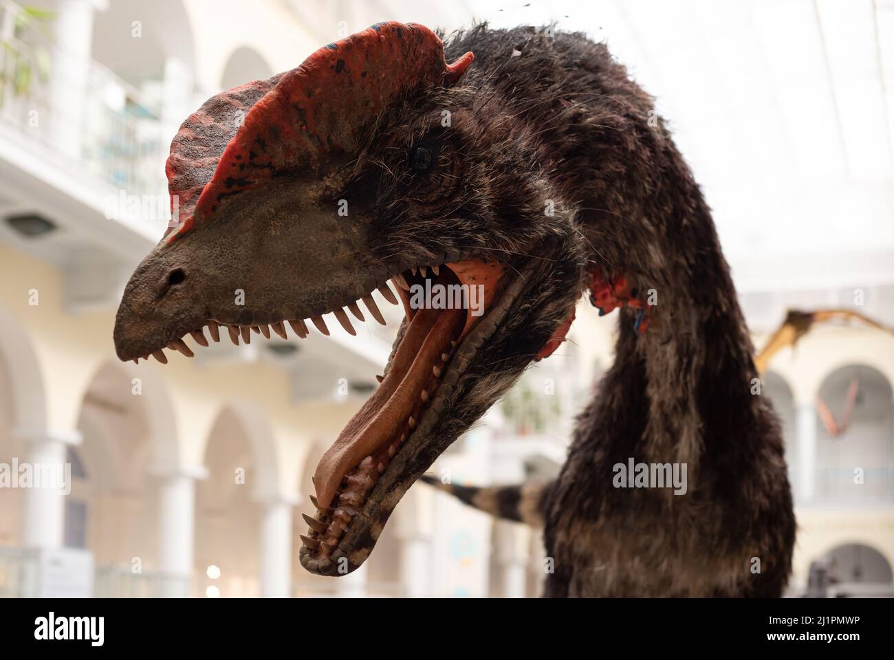 Leiter des Dilophosaurus. Predator mit einem offenen Mund voller scharfer Zähne. Stockfoto