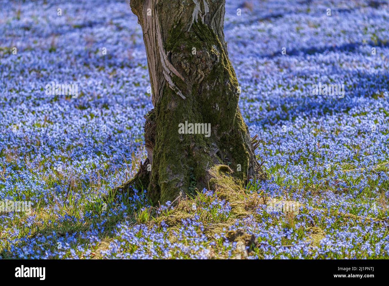 Alter Baumstamm bedeckt mit Moos und üppig blühender Scilla sibirica Scilla sibiberica, der sibirische Tintenkeller oder Holzkiel Stockfoto