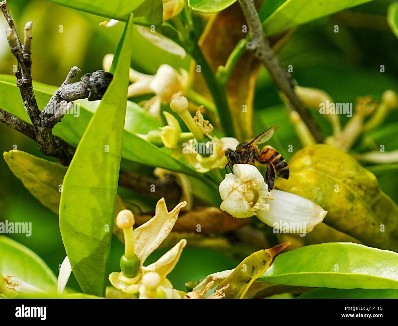 Eine Honigbiene tanzt um eine Orangenblütenblume und sucht nach einem köstlichen süßen Leckerbissen Stockfoto
