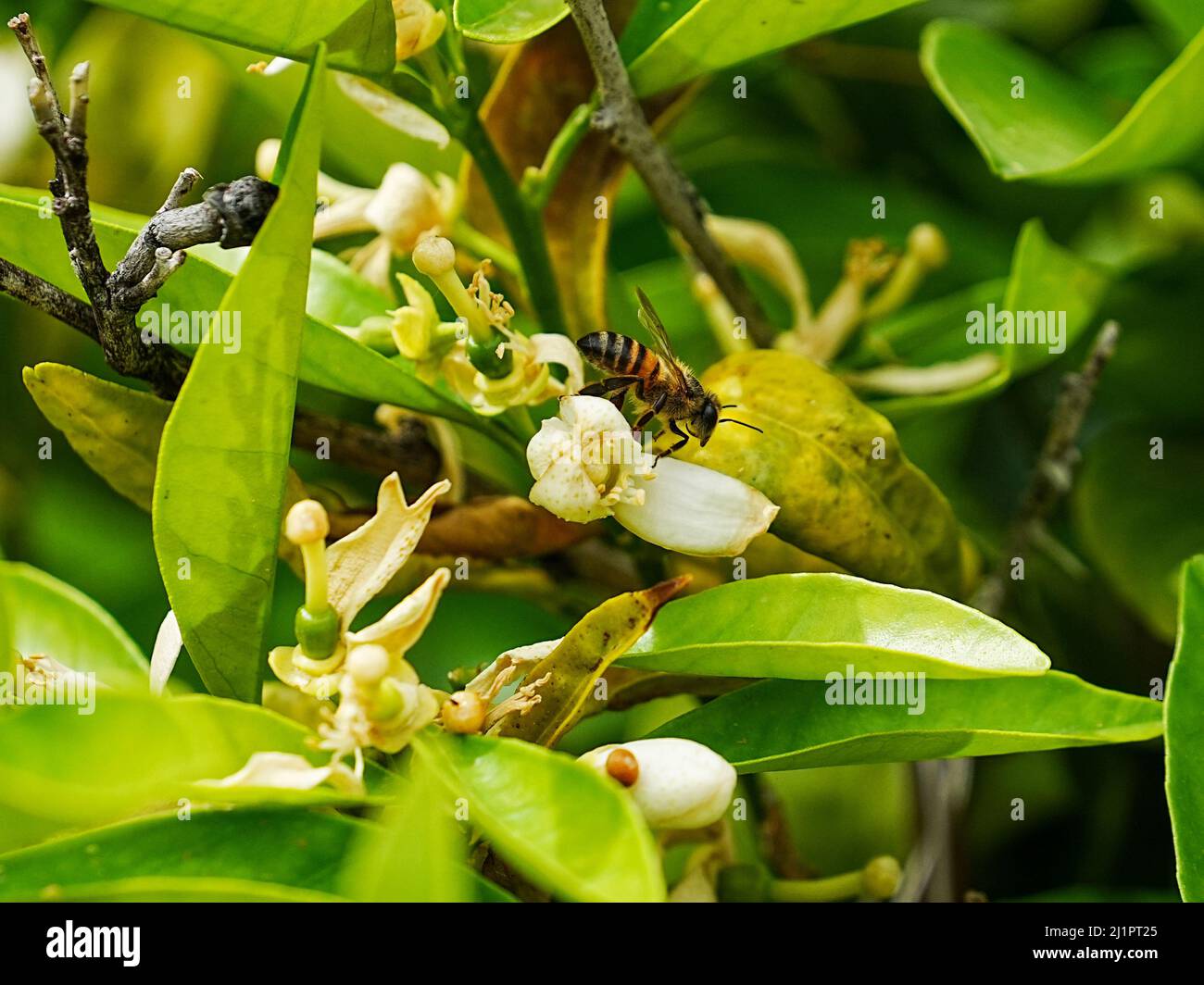 Eine Honigbiene tanzt um eine Orangenblütenblume und sucht nach einem köstlichen süßen Leckerbissen Stockfoto