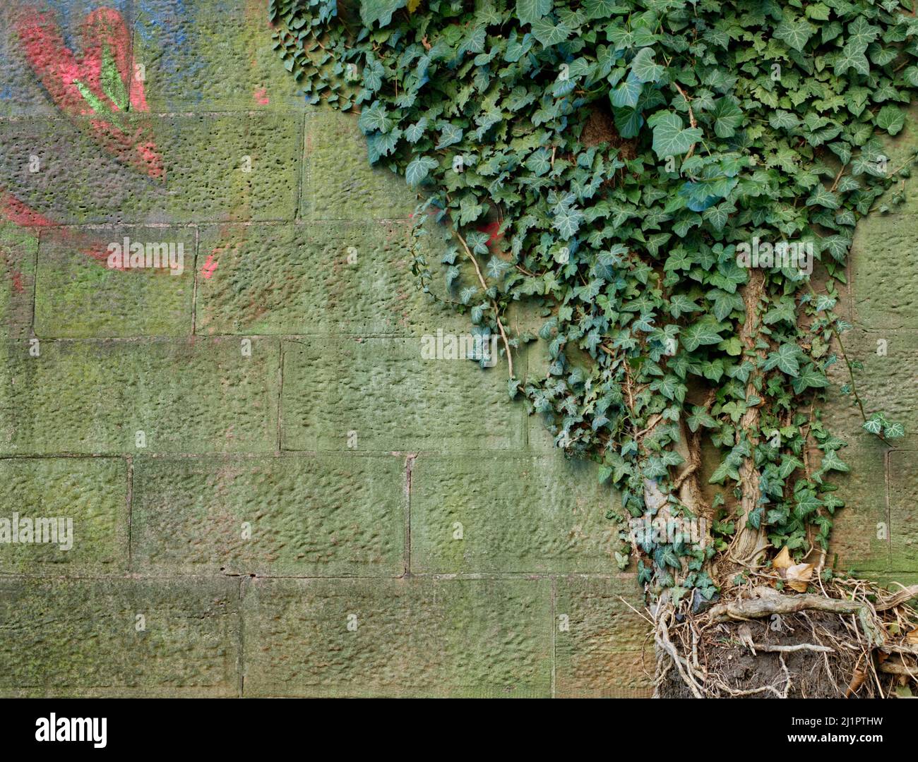 rang und Wurzel des Efeus auf einer Steinmauer in hellgrün mit einer Kreidezeichnung eines symbolischen Herzens in rot und blau Stockfoto