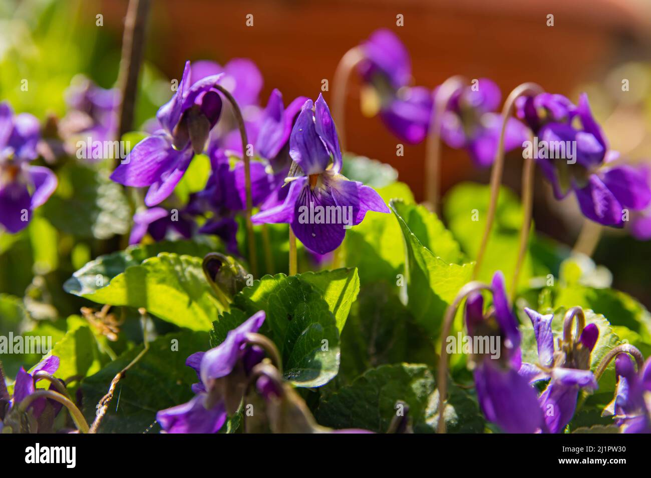Violette Blume blüht in der Nahaufnahme des Frühlings mit Hintergrundunschärfe mit Bokeh, Lichtreflexionen und sanftem Fokus. Stockfoto