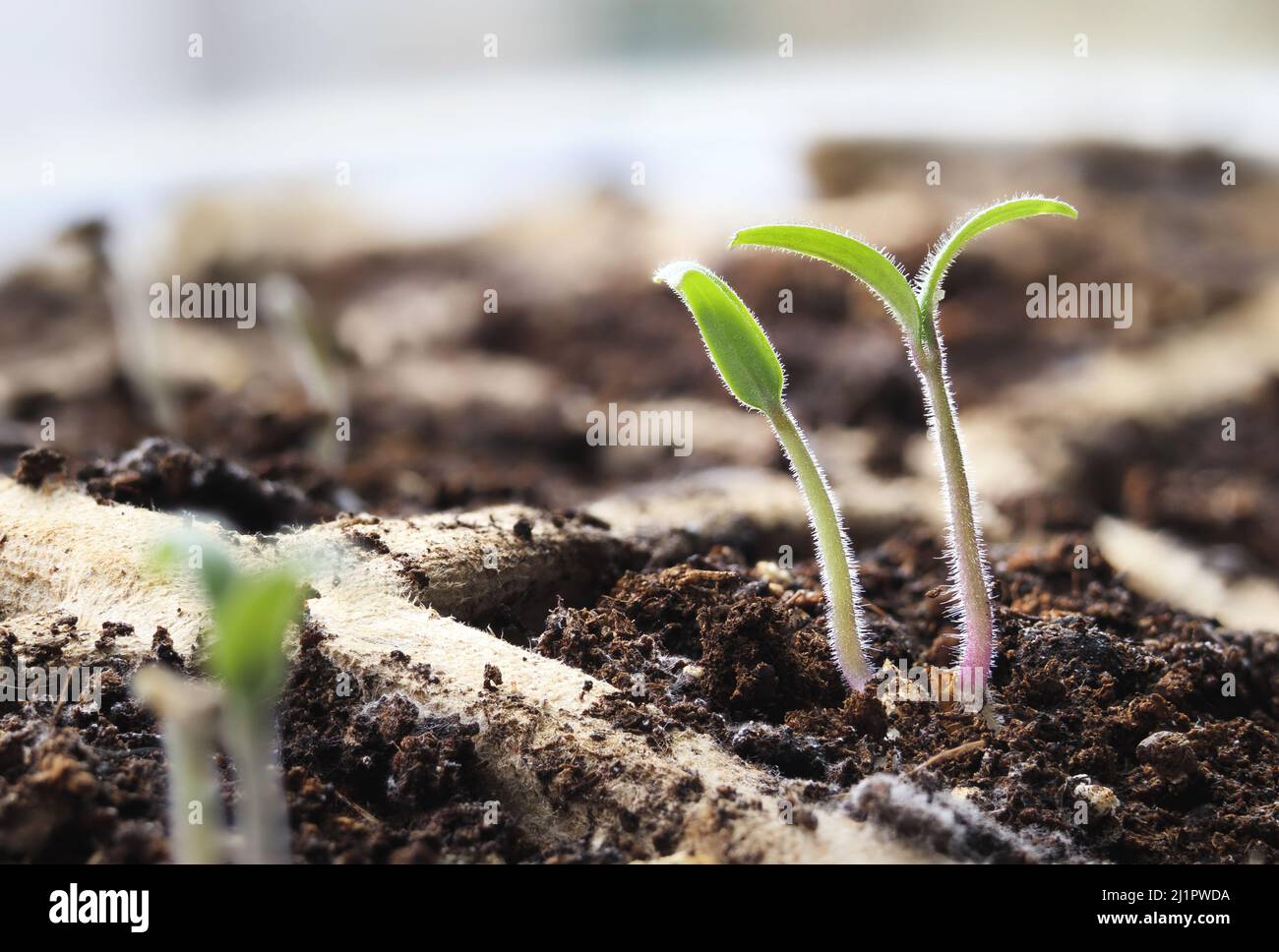 Kirschtomaten-Sämling, Nahaufnahme. Macro von Red Robin Cherry Tomate Pflanzen tauchten gerade auf Fensterbank oder im Gewächshaus, 1 Woche nach dem Pflanzen von Tomaten s Stockfoto