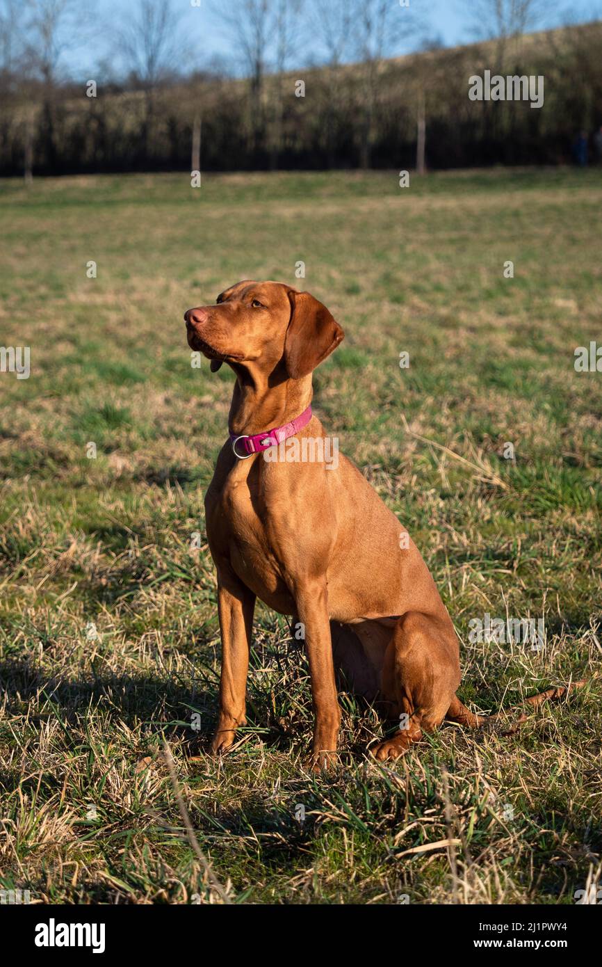 Ein ungarischer magyar vizsla Hund aus der Nähe in jena Stockfoto
