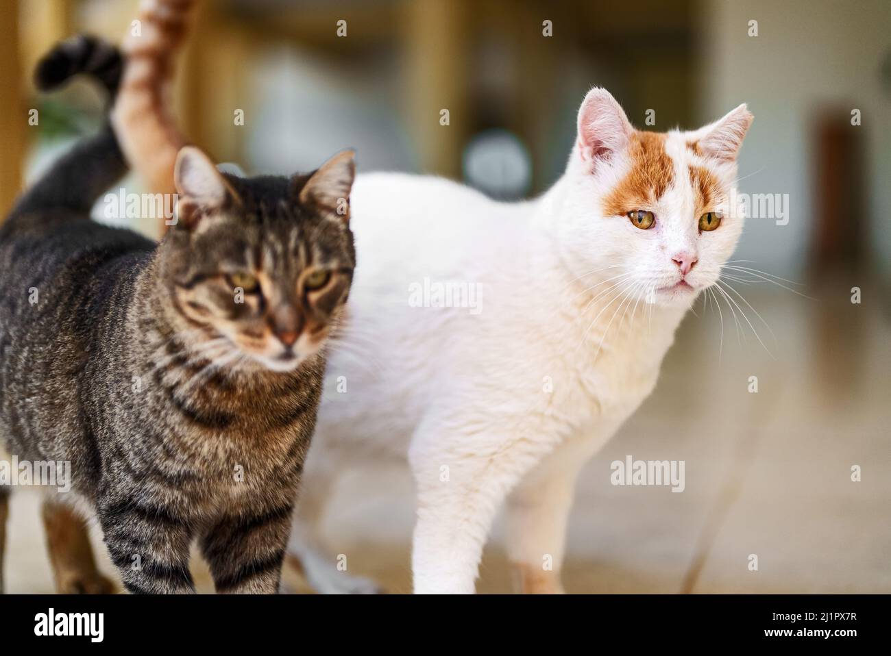 Zwei streunende Katzen auf der Straße. Stockfoto