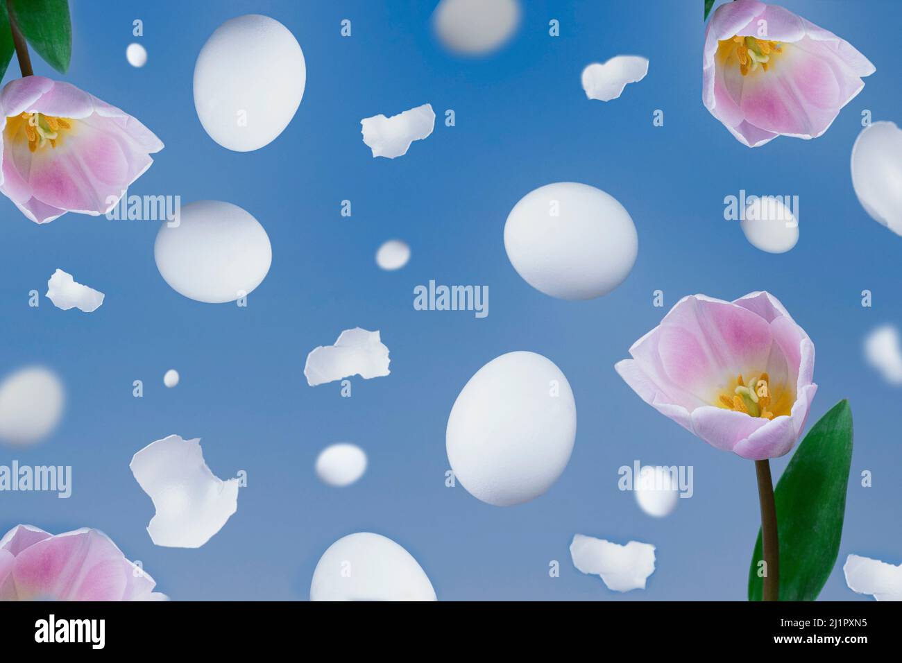 Osterferien Hintergrund mit fliegenden Eiern und rosa Tulpenblumen auf blauem Hintergrund. Schweben Sie Ostereier und Blumen. Abstraktes kreatives Konzept. Stockfoto