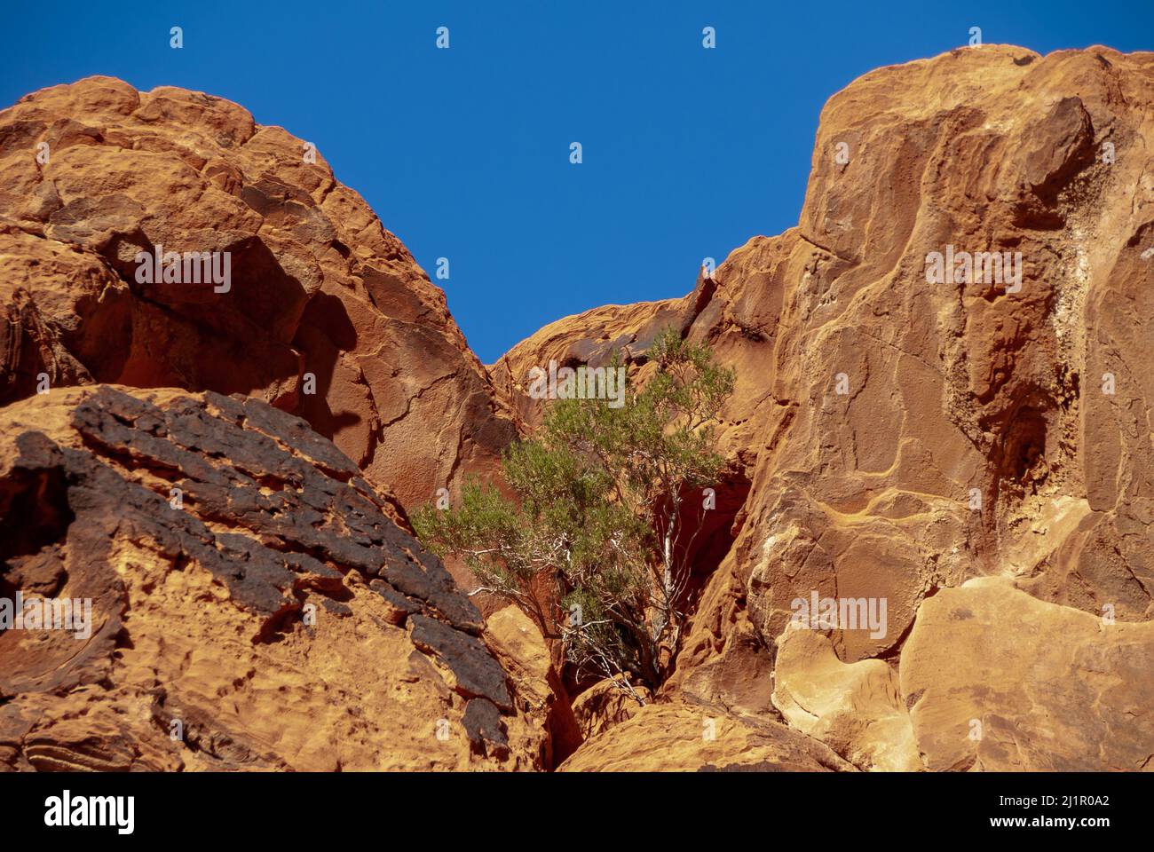 Overton, Nevada, USA - 11. Dezember 2010: Valley of Fire. Der einfarbige grüne Baum wächst in der Rissschlucht zwischen rotbraunen Felsen. Dicke schwarze Kruste ONT op of o Stockfoto