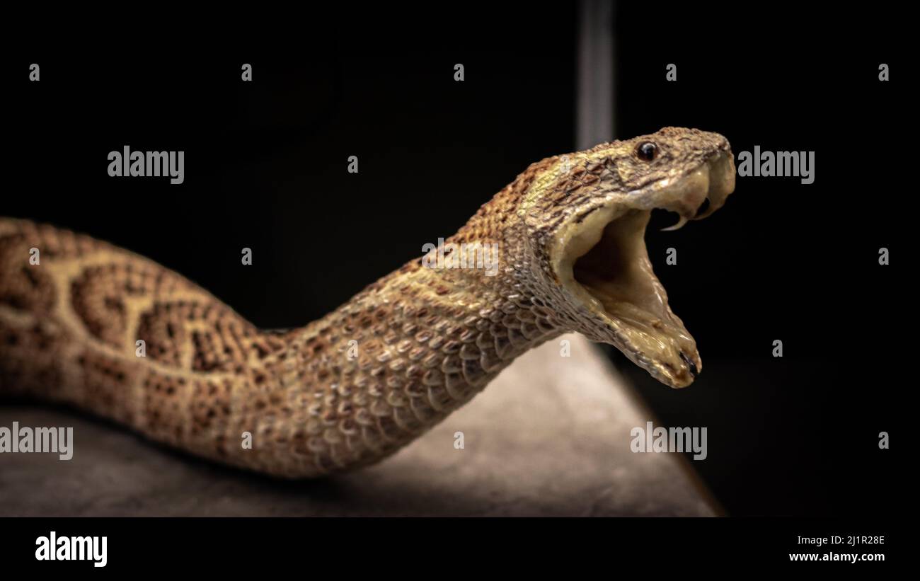 Ein Foto einer Schlange und einem schwarzen Hintergrund Stockfoto