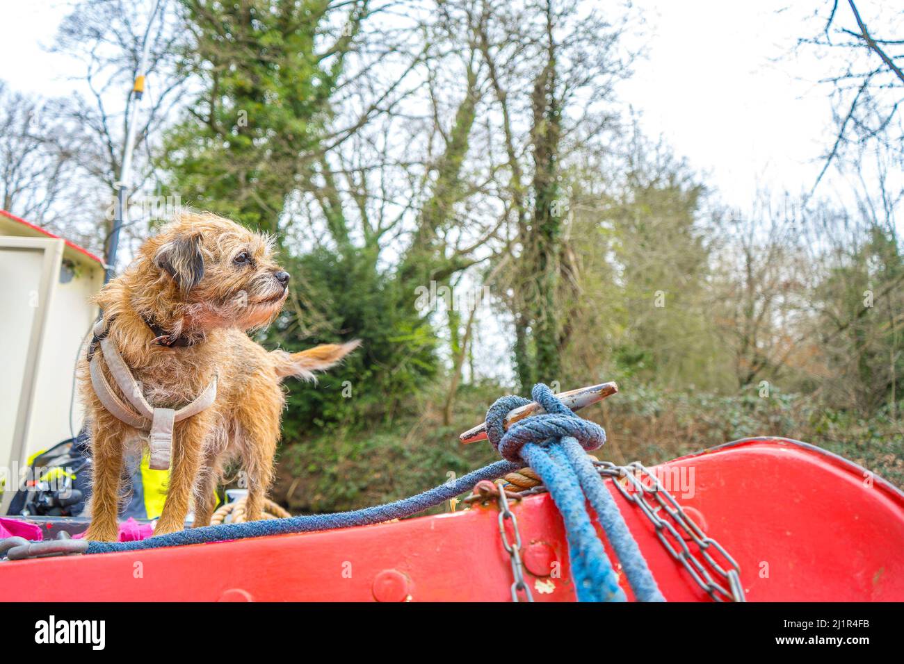 Kidderminster, Großbritannien. 27.. März 2022. Britisches Wetter: Sonnige Intervalle und kühlere Temperaturen auf den britischen Wasserstraßen heute. Rosie, die Border Terrier, ist bereit, in den britischen Sommer zu springen, während sie über den Bogen ihres Sommerhauses auf einem der geschäftigen Kanäle Großbritanniens blickt. Kredit: Lee Hudson/Alamy Live Nachrichten Stockfoto