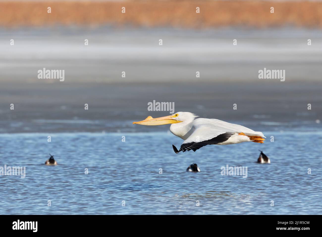 Im späten Winter ziehen amerikanische Weißpelikane (Pelecanus erythrorhynchos) den Mississippi River in Iowa hinauf Stockfoto