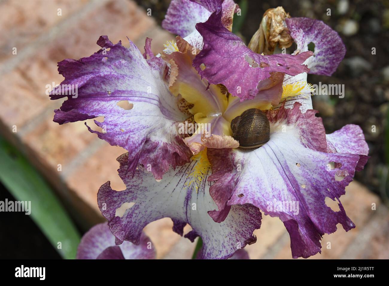 Am 18. April 2020 krabbelt braune Schnecke auf einer bärtigen Iris in einem Garten im Trabuco Canyon, Kalifornien. Stockfoto