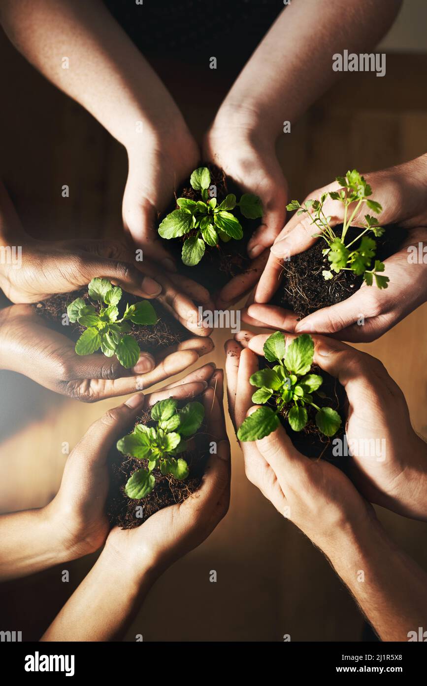 Jeder kleine Teil hilft. Ein kurzer Schuss einer Gruppe von Menschen, die Pflanzen halten, die aus dem Boden wachsen. Stockfoto