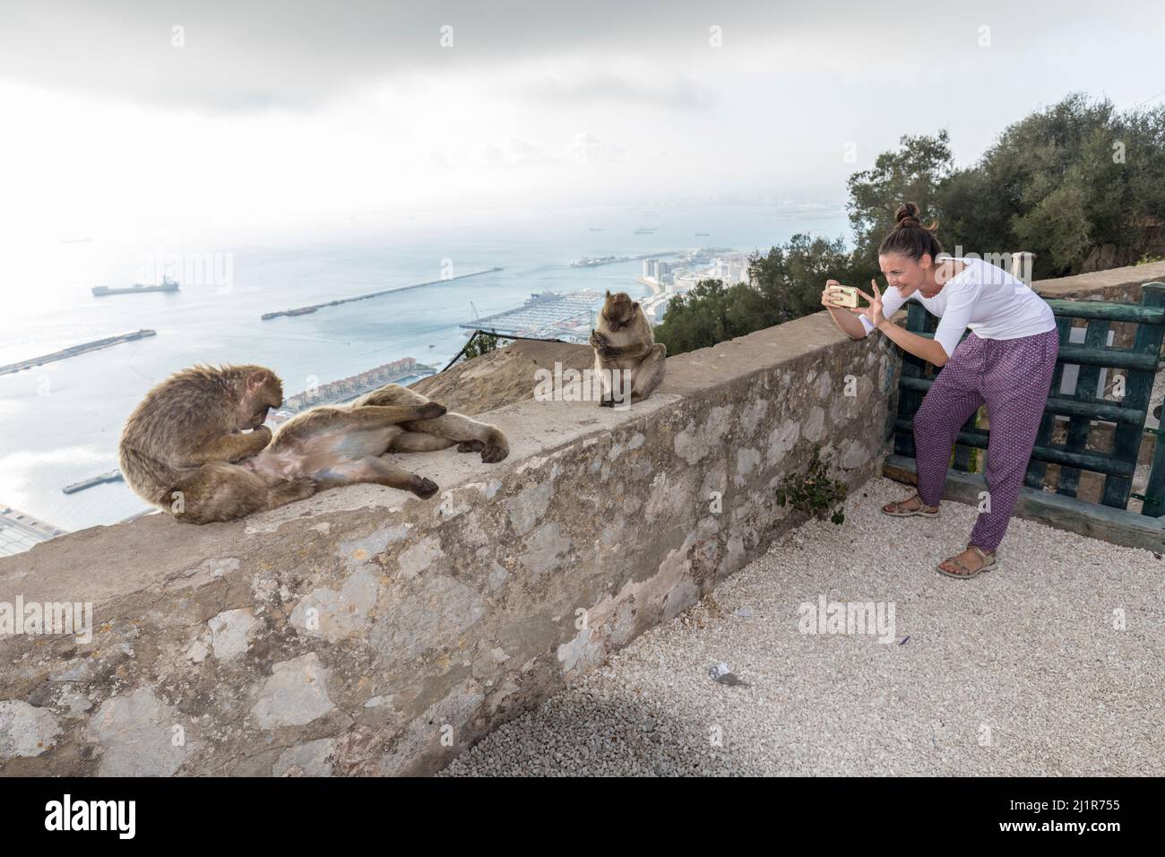 Macaca sylvanus, von Touristen fotografiert, Gibraltar Stockfoto
